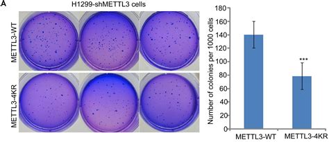 soft agar colony formation assay golden test for malignant transformation|carmofur in clonogenic survival assays.